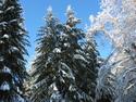 Snow Frosted Trees
Picture # 2372
